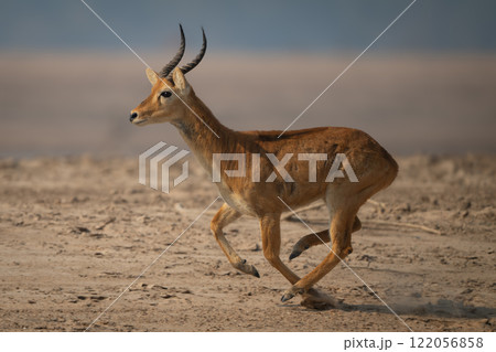 Male puku with catchlight gallops over sand 122056858