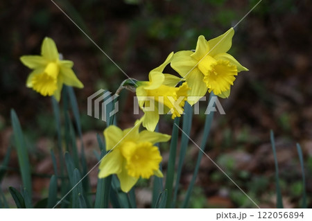 香り漂う冬の花 122056894