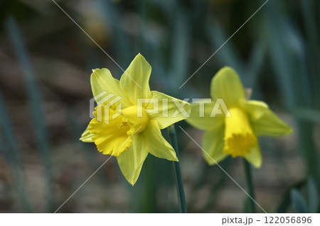 香り漂う冬の花 香り漂う冬の花 122056896