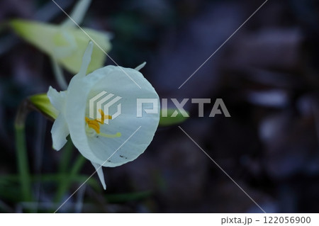香り漂う冬の花 122056900
