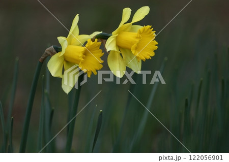 香り漂う冬の花 香り漂う冬の花 122056901
