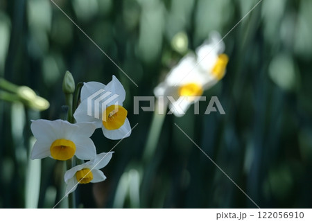 香り漂う冬の花 香り漂う冬の花 122056910
