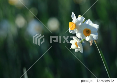 香り漂う冬の花 香り漂う冬の花 122056912