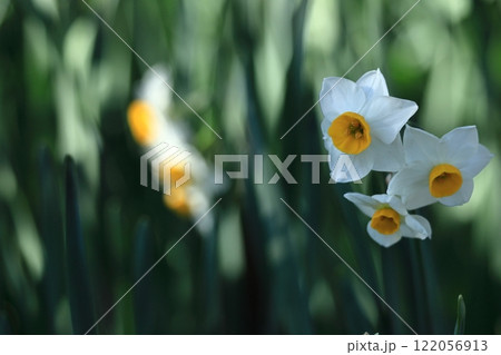 香り漂う冬の花 122056913