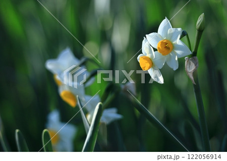 香り漂う冬の花 香り漂う冬の花 122056914