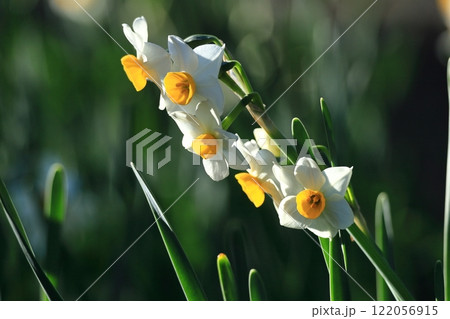 香り漂う冬の花 122056915
