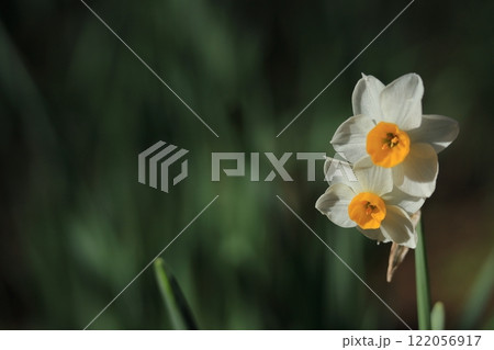 香り漂う冬の花 122056917