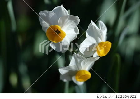 香り漂う冬の花 香り漂う冬の花 122056922