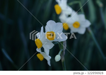 香り漂う冬の花 香り漂う冬の花 122056928