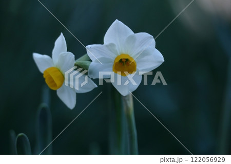 香り漂う冬の花 122056929