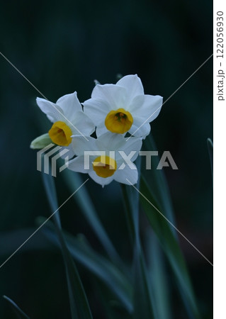 香り漂う冬の花 122056930