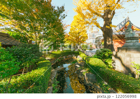 Ginko trees in  temple , Japan 122056998