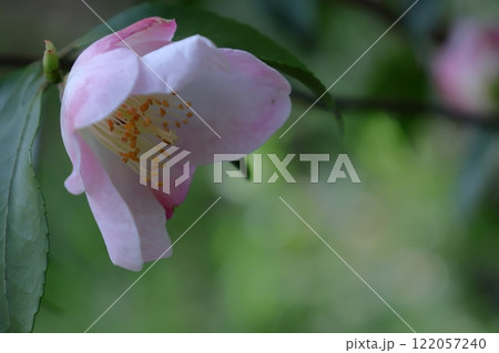 冬の寒空に咲く 122057240