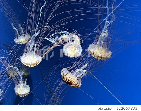 泳いでいるくらげ 122057833