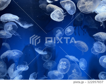 泳いでいるくらげ 122057837