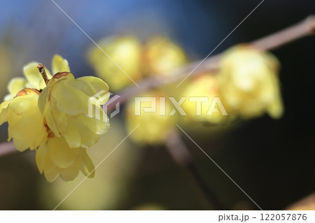 甘い香り漂わせ咲く 122057876