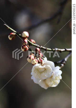 寒さに耐え気品よく咲く 寒さに耐え気品よく咲く 122058121