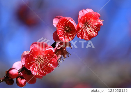 寒さに耐え気品よく咲く 122058123