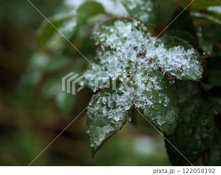 雪が降り始めた12月のノイバラの葉 雪が降り始めた12月のノイバラの葉 122058192