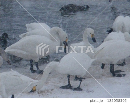 クッチャロ湖のハクチョウ クッチャロ湖のハクチョウ 122058395