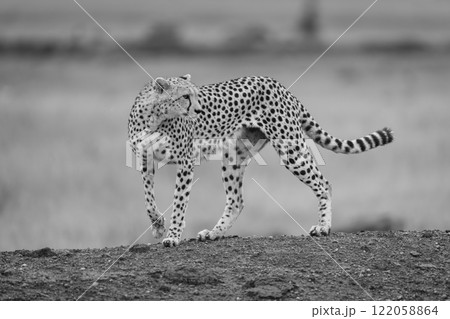 Mono cheetah stands on bank looking round Mono cheetah stands on bank looking round 122058864