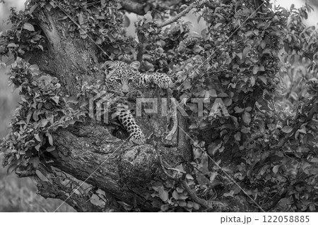 Mono leopard cub in tree staring downward Mono leopard cub in tree staring downward 122058885