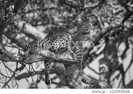 Mono leopard sits in tree watching camera Mono leopard sits in tree watching camera 122058888