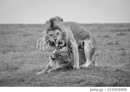 Mono male and female lions mate snarling 122058900