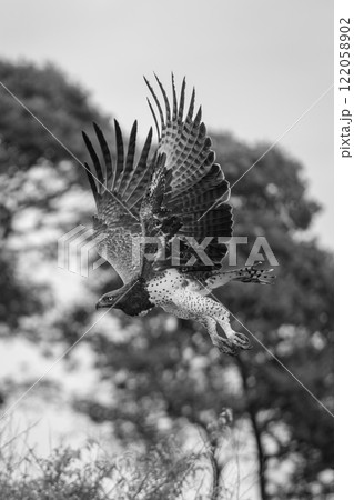 Mono martial eagle passes trees lifting wings Mono martial eagle passes trees lifting wings 122058902