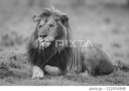 Mono one-eyed male lion lies on mound Mono one-eyed male lion lies on mound 122058906