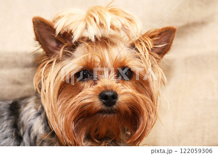 Funny Little Dog 122059306