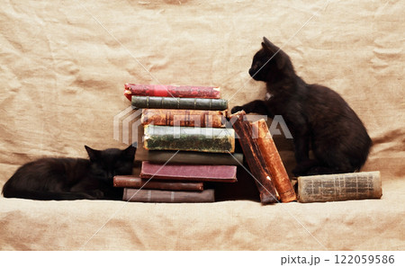 Kittens And Books Kittens And Books 122059586