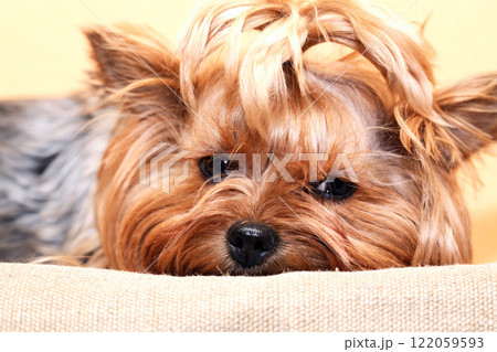 Funny Little Dog 122059593