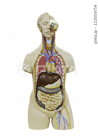白背景の人体模型　撮影協力：学校法人電波学園 東京電子專門学校 122059754