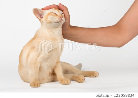 Owners hand petting Burmese cat. 122059834