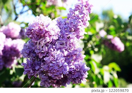 Blooming Lilac 122059870