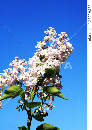 Blooming Lilac 122059871