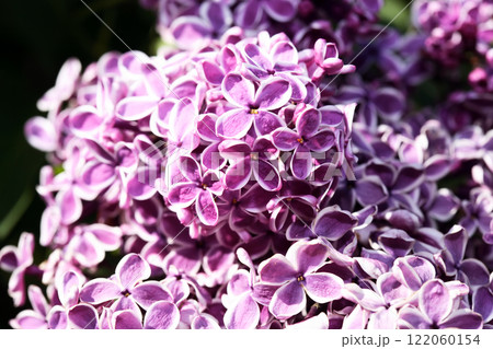 Blooming Lilac 122060154