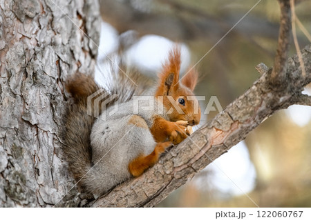 Red eurasian squirrel on snow in the park, close-up. Winter time. 122060767