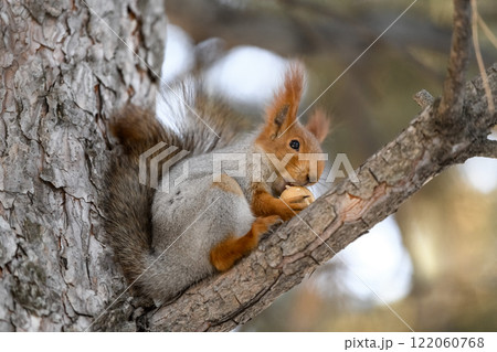 Red eurasian squirrel on snow in the park, close-up. Winter time. Red eurasian squirrel on snow in the park, close-up. Winter time. 122060768