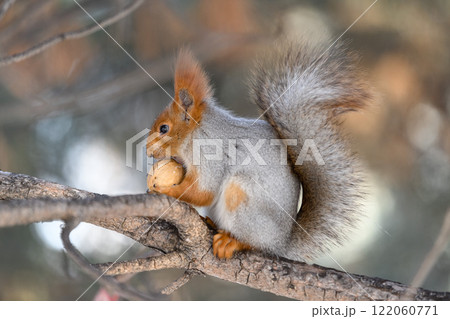 Red eurasian squirrel on snow in the park, close-up. Winter time. 122060771