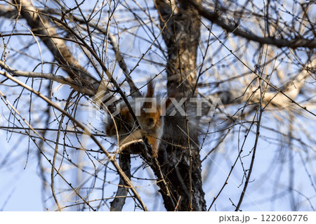 Red eurasian squirrel on snow in the park, close-up. Winter time. Red eurasian squirrel on snow in the park, close-up. Winter time. 122060776