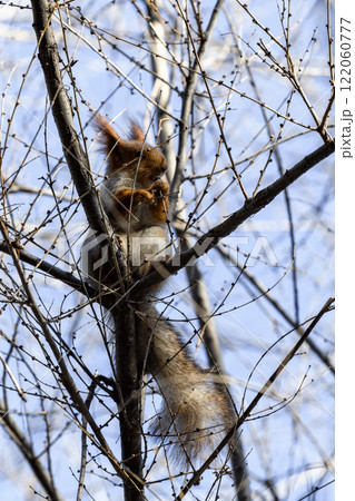 Red eurasian squirrel on snow in the park, close-up. Winter time. 122060777