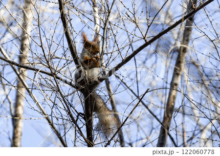 Red eurasian squirrel on snow in the park, close-up. Winter time. 122060778