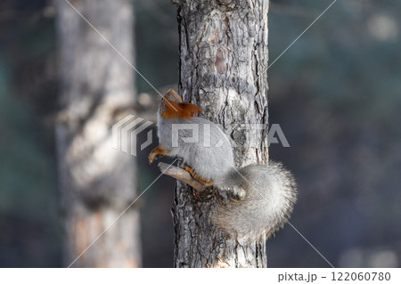 Red eurasian squirrel on snow in the park, close-up. Winter time. 122060780