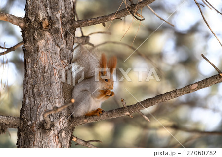 Red eurasian squirrel on snow in the park, close-up. Winter time. 122060782