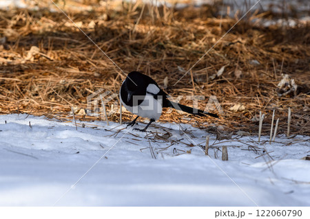 Magpie in a winter park. Birdwatching in the city. Magpie in a winter park. Birdwatching in the city. 122060790