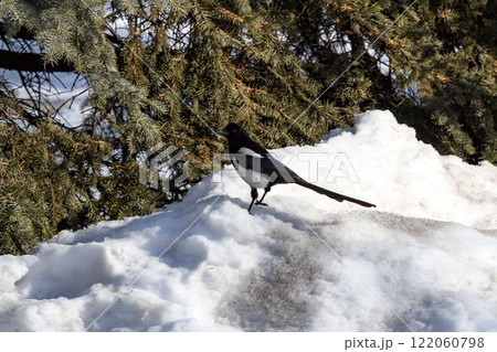 Magpie in a winter park. Birdwatching in the city. 122060798