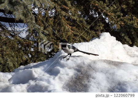 Magpie in a winter park. Birdwatching in the city. Magpie in a winter park. Birdwatching in the city. 122060799