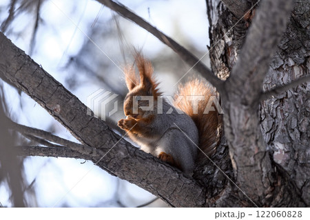 Red eurasian squirrel on snow in the park, close-up. Winter time. 122060828